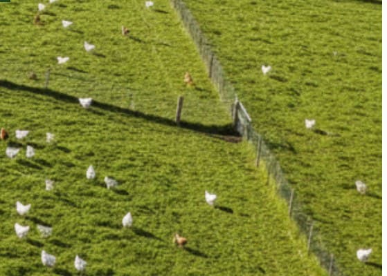 Aerial view of free-range chickens grazing across a green pasture